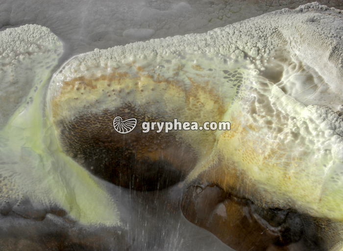 Source hydrothermale Hveravellir (Islande) - gryphea.org